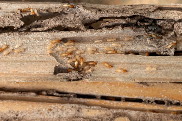 Best Pest Control Near Me  in Port Jervis, NY